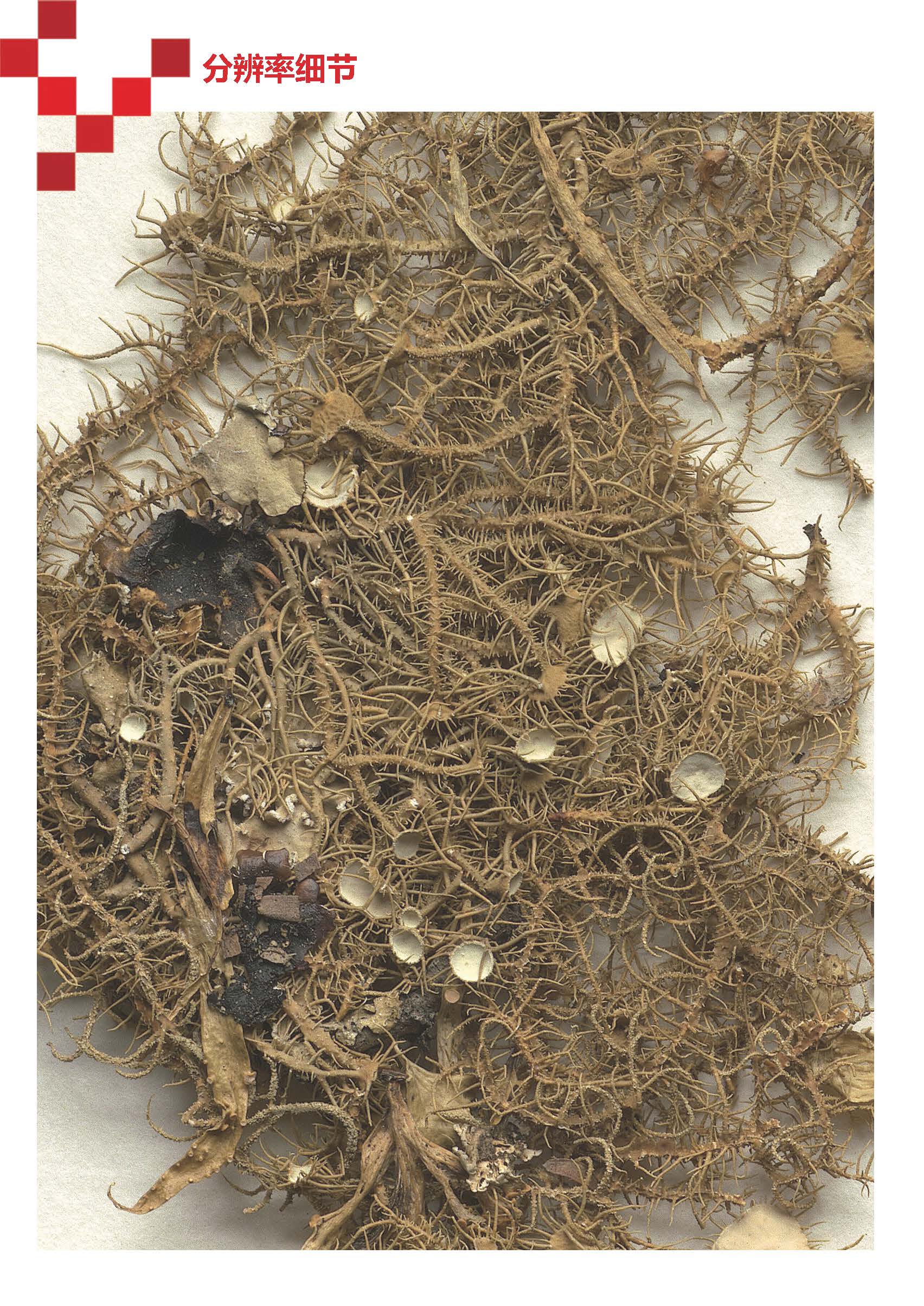 爱瞰（iscan）is8000植物标本扫描仪_页面_6.jpg